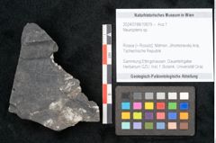 Foto (Objekt + Etikett) von Neuropteris sp.  (NHMW-GEO-2024-0188-10679)